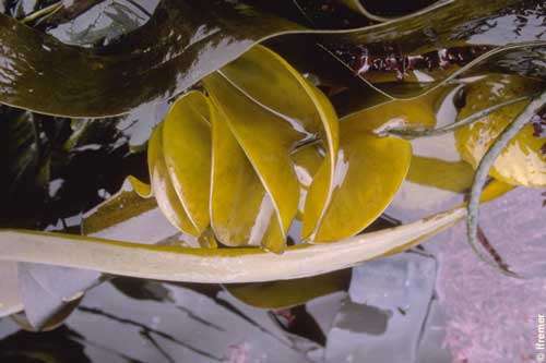 Les algues sont des végétaux aquatiques ; certaines sont comestibles. © O. Barbaroux, Ifremer, tous droits de reproduction interdits