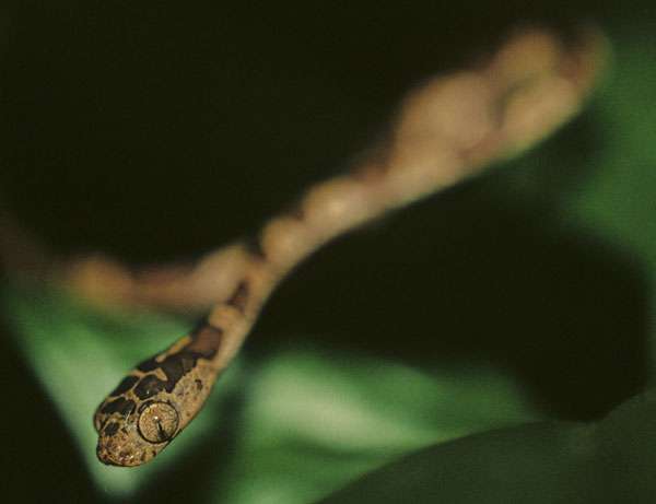 Serpent à tête retroussée (Imantodes cenchoa). © Sylvain Lefebvre & Marie-Anne Bertin, DR