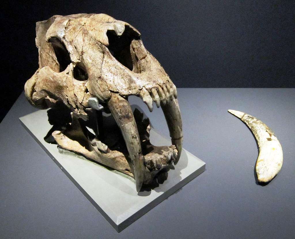 Un reste fossilisé de Smilodon populator, une des trois espèces de Smilodons connues. © Zoological Museum, Copenhagen