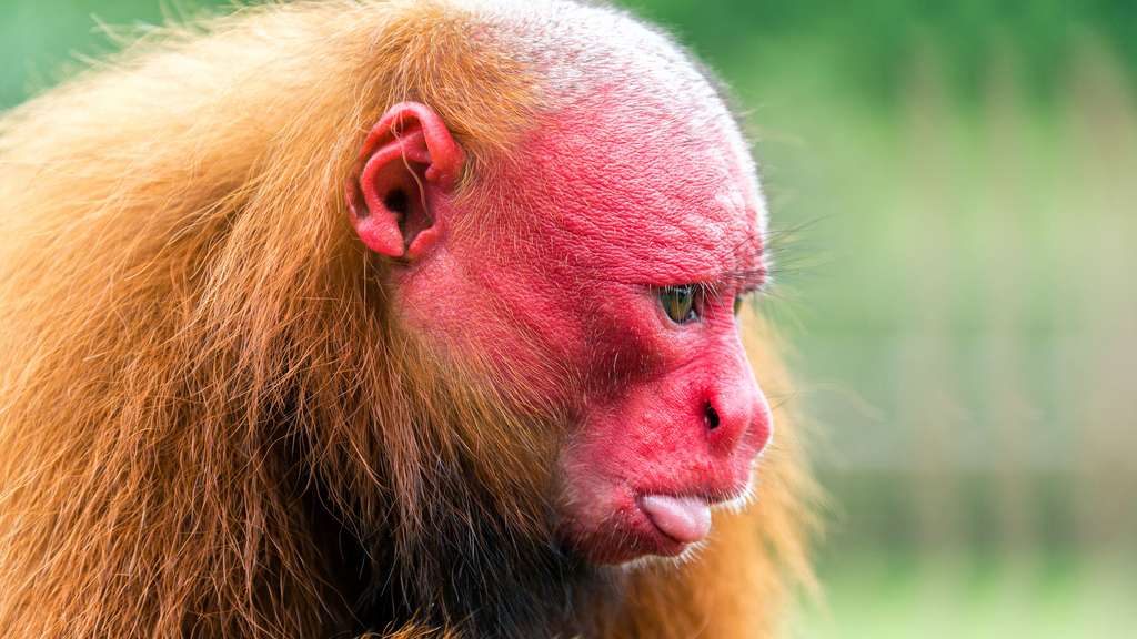 Le ouakari rouge ou chauve, au visage émacié Le ouakari rouge ou chauve, au visage émacié