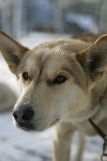 yukon yukon