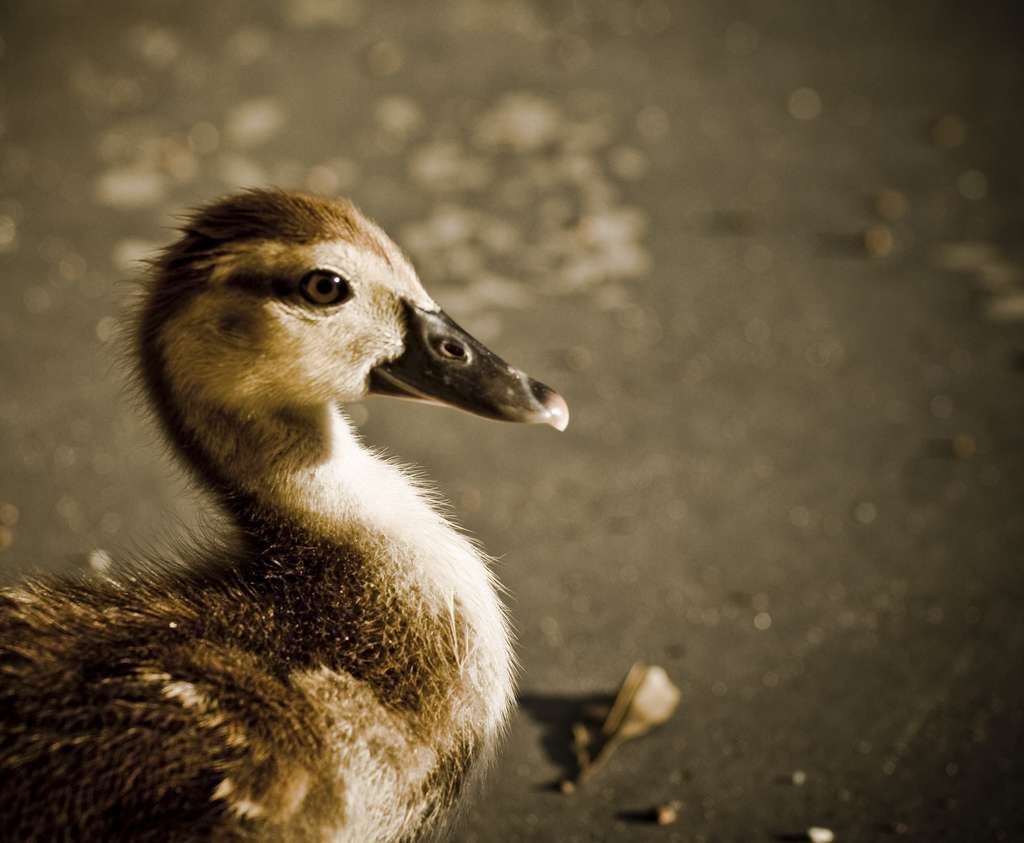 Photo Vilain Ce Petit Canard