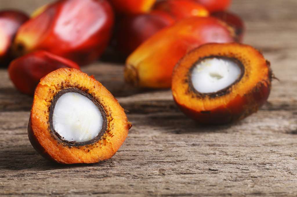 L’huile de palme est extraite par pression du fruit du palmier à huile. © t4nkyong, fotolia