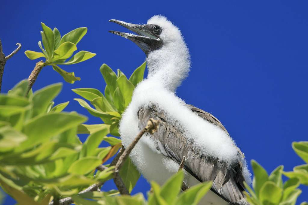 Jeune fou à pieds rouges Jeune fou à pieds rouges