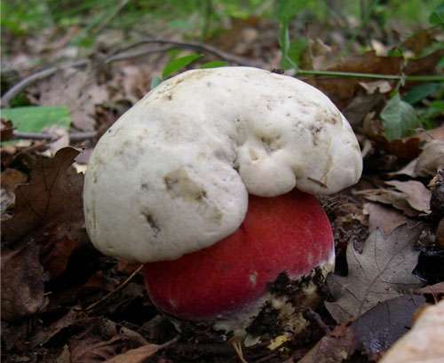 Boletus satanas est un champignon toxique. © Archenzo, GNU FDL 1.2