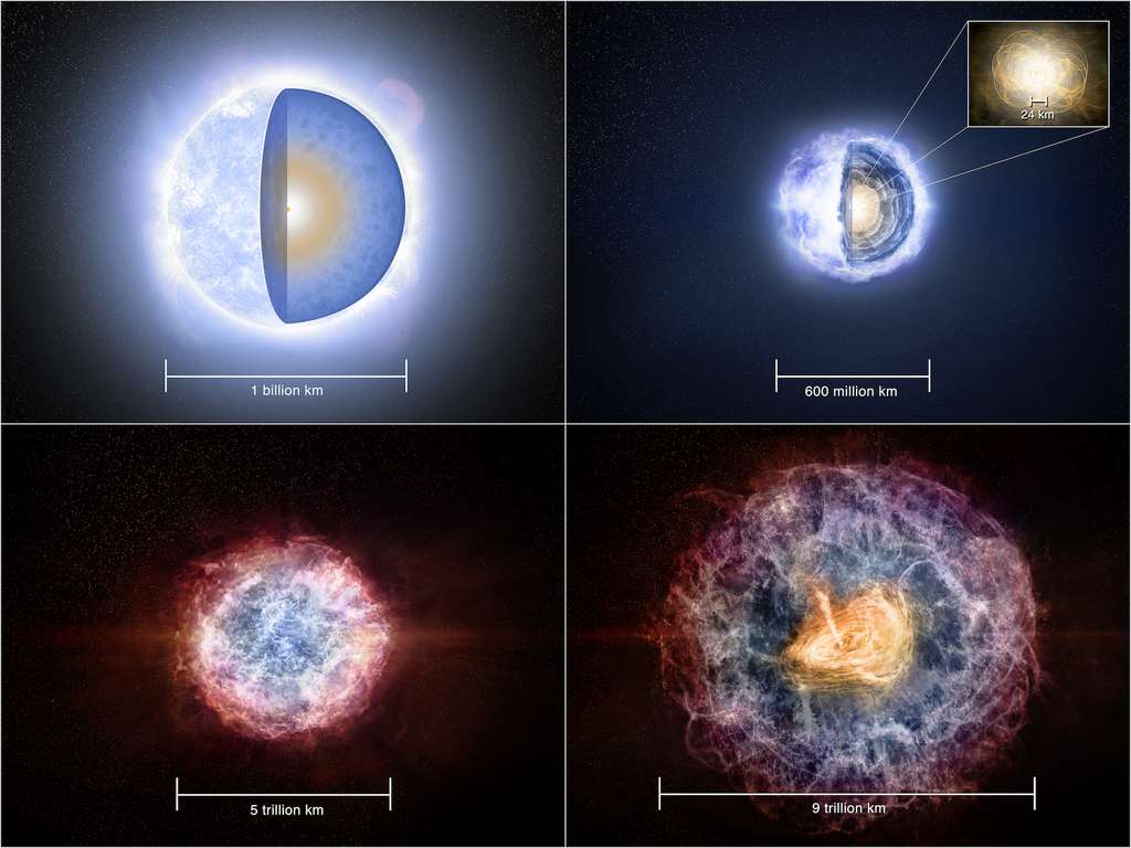 En haut à gauche, l’étoile supermassive à l’origine de la nébuleuse de vent de pulsar observée par les chercheurs. À la fin de sa vie, en haut à droite, elle s’est effondrée pour former une étoile à neutrons super dense accompagnée d’un fort champ magnétique. L’explosion en supernova, en bas à gauche, a éjecté une coquille de débris. Alors que cette coquille s’est dilatée — cela prend quelques décennies — et est devenue moins dense, elle a fini par laisser passer les ondes radio venant de l’intérieur. Cela a permis l’observation de celles émises par VT 1137-0337 alors que son champ magnétique accélérait les particules chargées environnantes à des vitesses proches de celles de la lumière. Donnant naissance à une nébuleuse de vent de pulsar, en bas à droite. © Melissa Weiss, NRAO/AUI/NSF