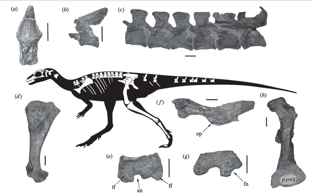 Quelques-uns des restes fossilisés de Laquintasaura venezuelae sont représentés sur ce schéma, ainsi que leurs places sur la reconstitution d'une partie de son squelette. © Paul Barrett et al., Proceedings of the Royal Society B