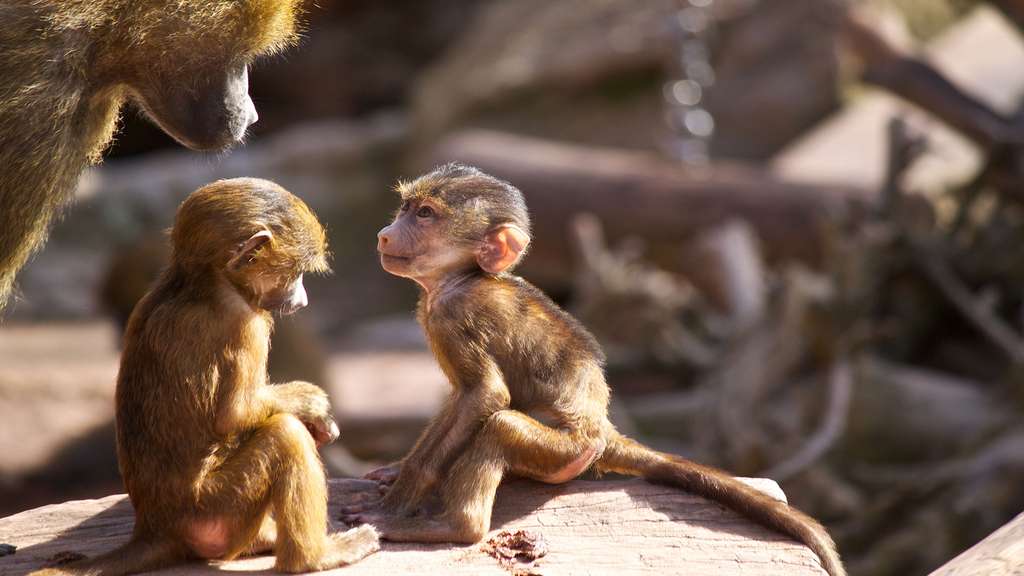 Des bébés babouins sous surveillance Des bébés babouins sous surveillance
