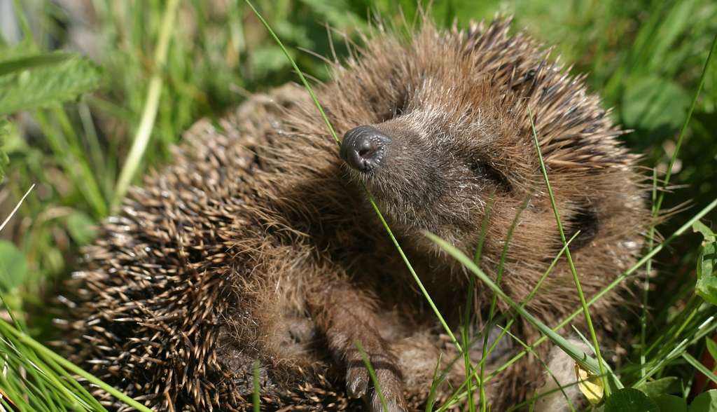 As winter approaches, the hedgehog - just like the groundhog, frog, bat, or even some hamsters - is one of those animals that goes into a state of hibernation.  © David_Kaspar, Pixabay, CC0 Creative Commons