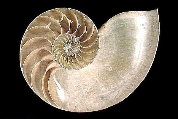 La coquille en spirale du nautile, une fractale naturelle La coquille en spirale du nautile, une fractale naturelle