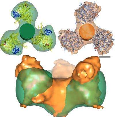 Les protéines d’enveloppe du VIH avant (en orange) et après (en vert) leur attachement au récepteur CD4 du lymphocyte, vue d’au-dessus (en haut) ou de côté (en bas). Elles subissent une rotation et un écrasement. © R. Holland Cheng