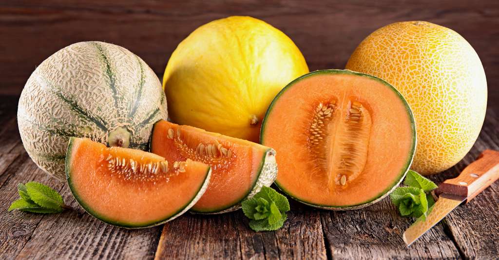 Le melon, un délicieux fruit de saison Dossier