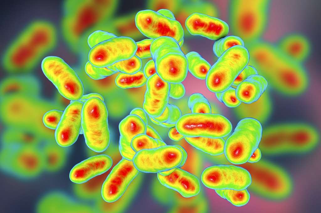 Les bactéries Prevotella se trouvent dans les microbiotes de personnes qui ont une alimentation riche en fibres. © Kateryna_Kon, Fotolia