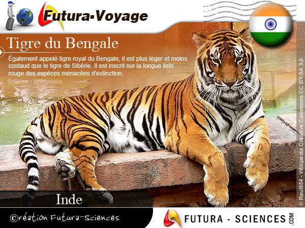 Tigre du Bengale - Inde