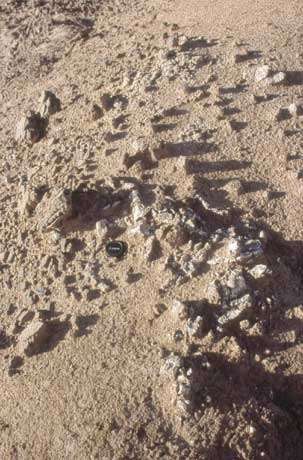 Un squelette éclaté de crocodile, vieux de plus de 20 millions d'années et trop longtemps soumis à l'érosion. Camp de Kumbi, mission 2004. © MPFB (POA)