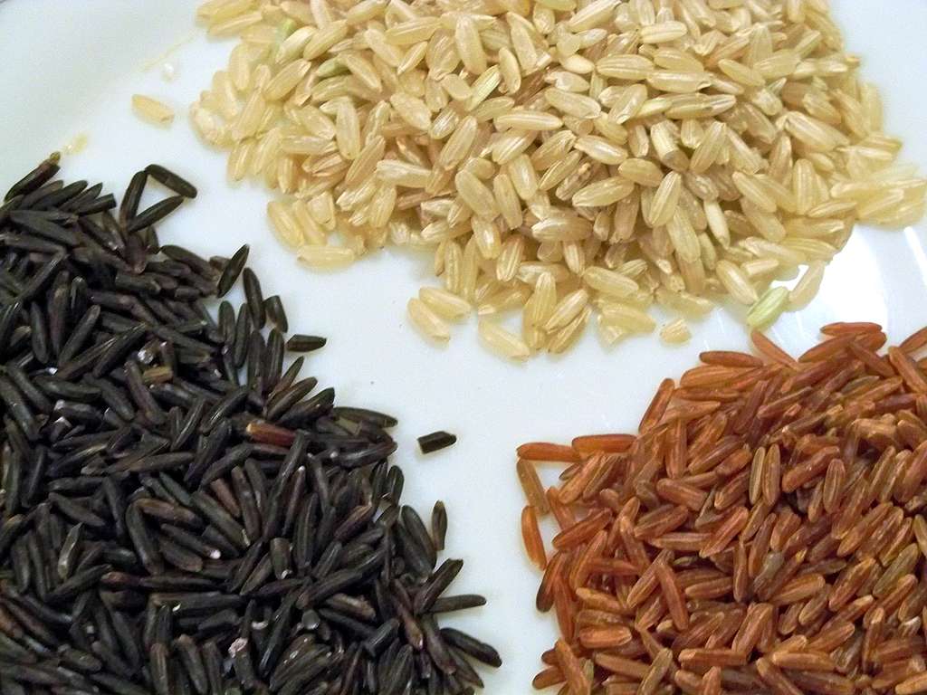 Trois variétés de riz cultivées en Camargue. © Véronique Pagnier, Wikimedia