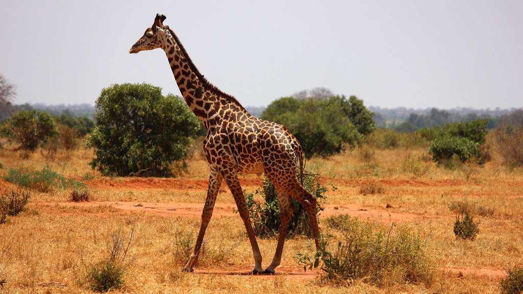 photo la girafe un animal sauvage