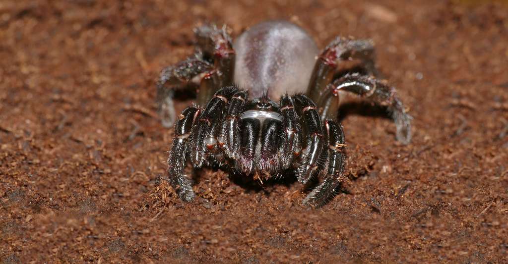 Cteniza sauvagesi, la Cténize corse est une espèce d'araignées mygalomorphes. © Bernard DUPONT, Wikimedia commons, CC by-sa 2.0