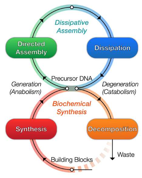 Représentation du cycle de métabolisme artificiel : synthèse des molécules (rouge), assemblage des brins d’ADN (vert), destruction (bleu) puis dégradation (orange). © Shogo Hamada et al, Science Robotics, 2019