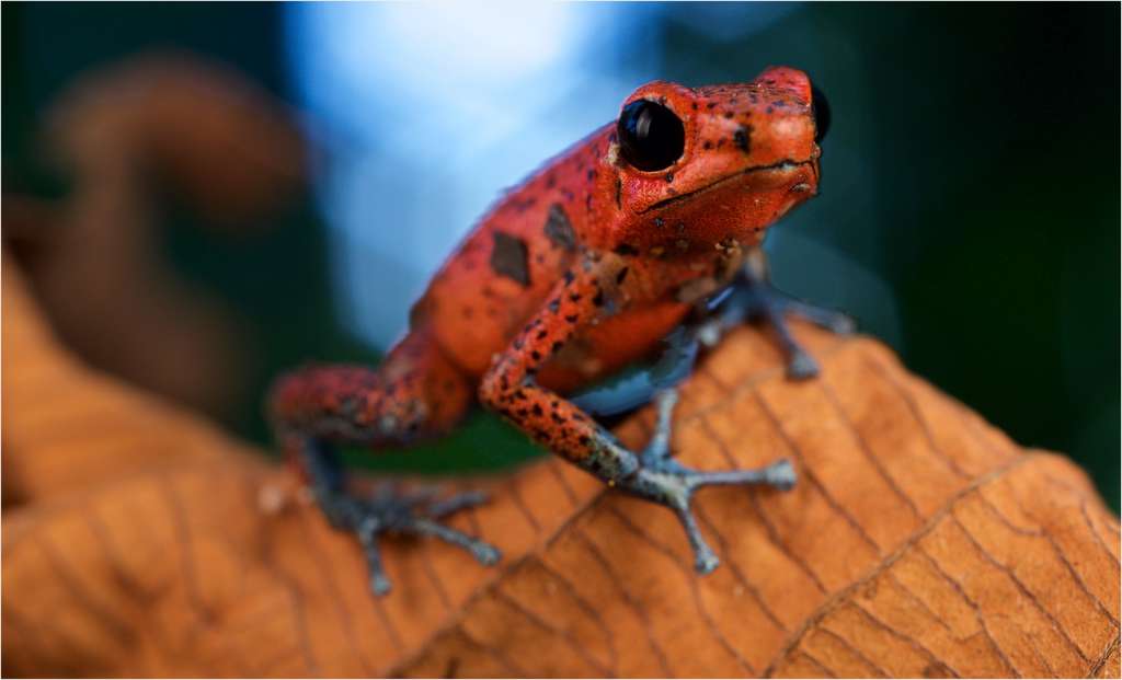 Oophaga pumilio ou la grenouille des fraises Oophaga pumilio ou la grenouille des fraises