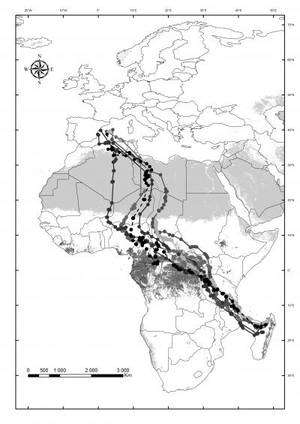 Cliquer pour agrandir. Migration automnale de six faucons jusqu’à Madagascar. © Pascual Lopez et al. / SINC