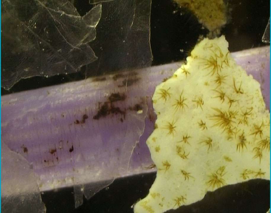 Algues ayant colonisé un fragment de microplastique. © F Galgani, J.H. Hecq, CC by-nc 3.0
