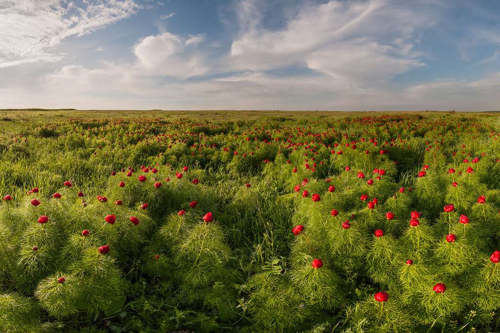 Des prairies, des savanes et des brousses, il y en a aussi dans les régions tempérées Des prairies, des savanes et des brousses, il y en a aussi dans les régions tempérées