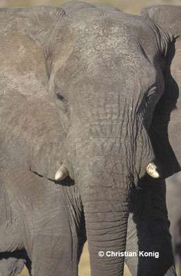 Éléphant de face, Namibie.
