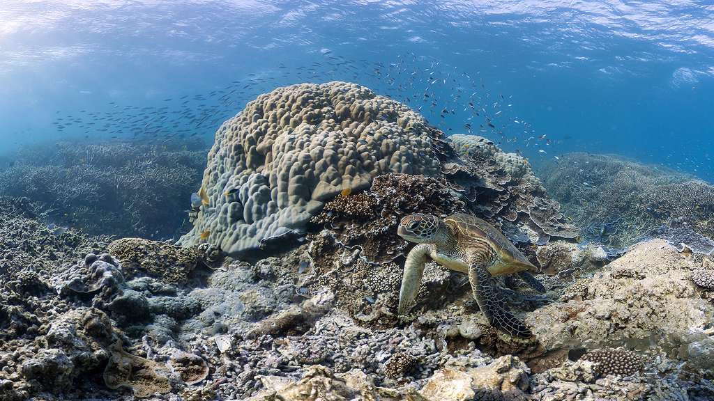 Une majestueuse tortue verte australienne Une majestueuse tortue verte australienne