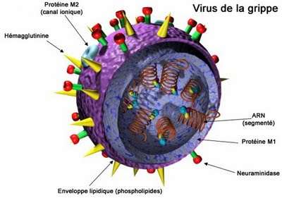 Schéma du virus de la grippe. Les huit ARN du génome viral associés à des protéines de coque sont contenus dans une enveloppe lipidique.