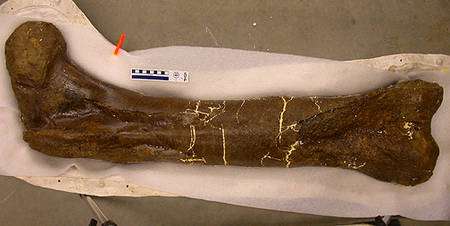 Figure 1. Le fémur de tyrannosaure d'où a été extrait le collagène. © Museum of the Rockies