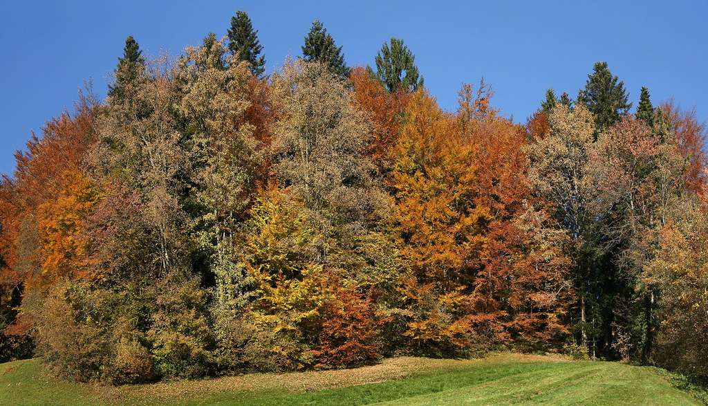 Les belles couleurs automnales des forêts tempérées d’Autriche Les belles couleurs automnales des forêts tempérées d’Autriche