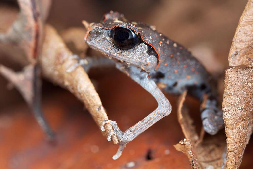 Leptobrachium abbotti, une grenouille aux grands yeux Leptobrachium abbotti, une grenouille aux grands yeux