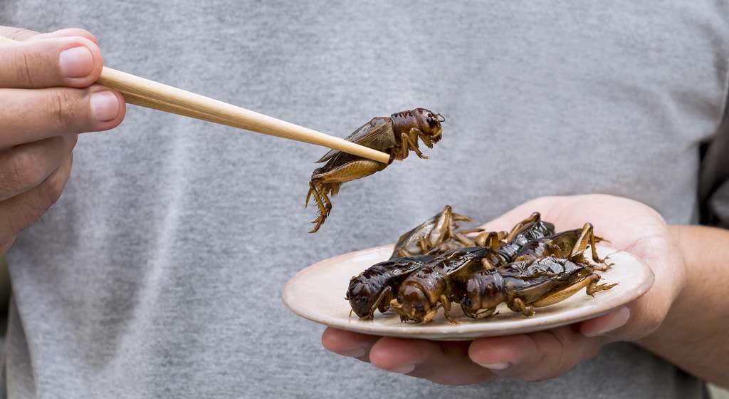 Les insectes comestibles ont toujours fait partie du régime alimentaire des hommes. Et à travers le monde, certains rapportent que les récoltes sont aujourd’hui de plus en plus longues et délicates, vraisemblablement du fait d’une augmentation du nombre de récolteurs et d’une diminution du nombre d’insectes. Longtemps considérée comme inépuisable, la ressource ne l’est finalement pas réellement. © nicemyphoto, Adobe Stock