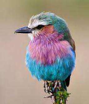Oiseau multicolor