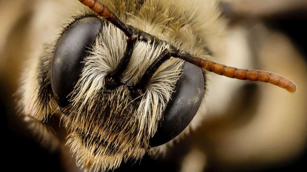 Eucerinoda gayi, une abeille du Chili Eucerinoda gayi, une abeille du Chili
