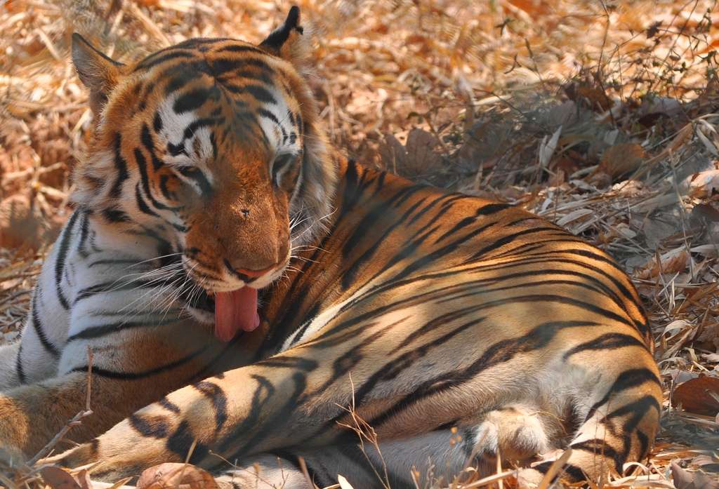Il existe neuf sous-espèces de Panthera tigris. Trois d'entre elles se sont éteintes ces dernières décennies : le tigre de la Caspienne (Panthera tigris virgata), le tigre de Java (Panthera tigris sondaica) et le tigre de Bali (Panthera tigris balica). © PL Tendon, Flickr, cc by nc sa 2.0
