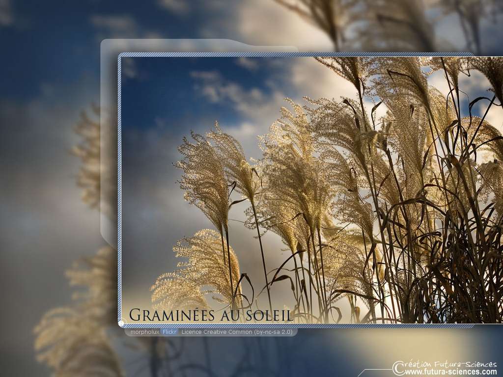 Graminées au soleil Graminées au soleil