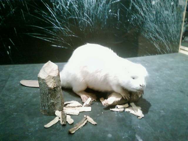Un castor albinos Un castor albinos