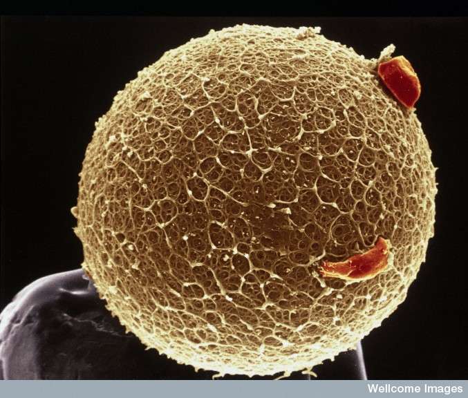 Des scientifiques japonais ont recréé à partir de cellules souches pluripotentes induites des cellules semblable à tous les niveaux aux ovocytes de souris. Pour preuve, après fécondation in vitro, elles ont donné naissance à des souris fertiles. © Yorgos Nikas, Wellcome Images, Flickr, cc by nc nd 2.0
