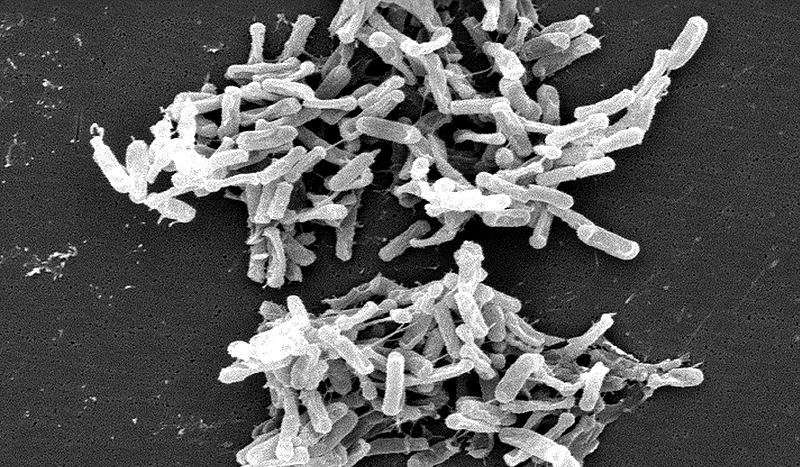 Le genre des Clostridi regroupe plusieurs espèces bactériennes anaérobies et souvent sporulées. Certaines sont pathogènes pour l’Homme comme Clostridium botulinum ou Clostridium difficile. Mais de nombreuses espèces au contraire bienfaitrices sont présentent dans l’intestin humain et dans le lait maternel. © Wikimedia Commons, CDC, DP