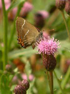 La thécla de l'orme est un papillon inféodé à l'orme © Photo : Leif Wahlberg La thécla de l'orme est un papillon inféodé à l'orme © Photo : Leif Wahlberg