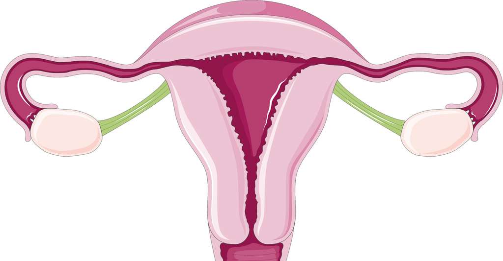 Lors d'une grossesse extra-utérine, l’œuf s’implante en dehors de l’utérus. © Service Medical Art, Flickr, CC by 2.0