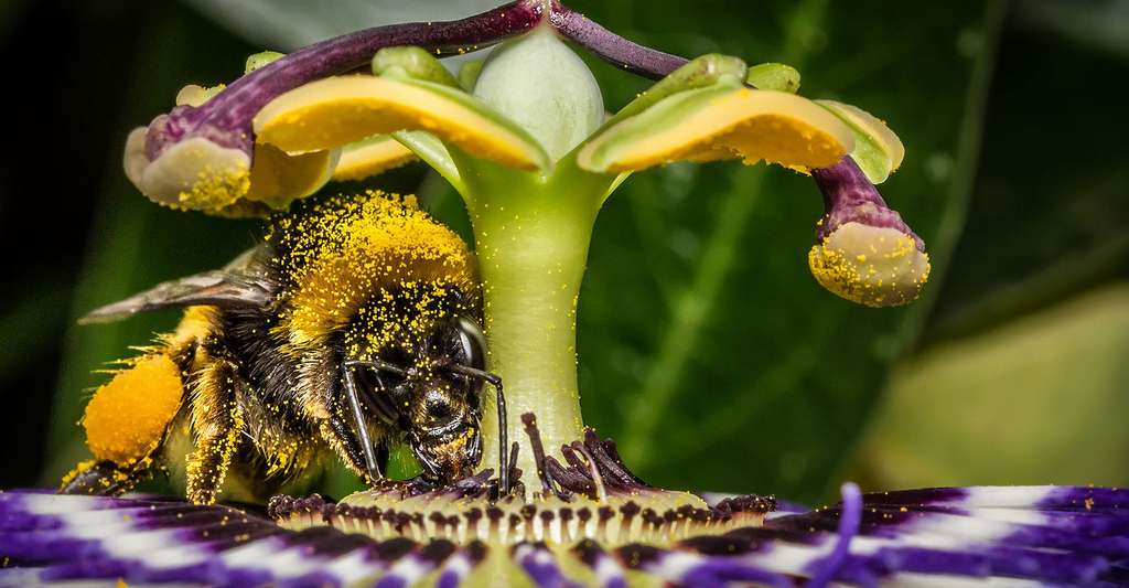 Certaines personnes présentent une allergie au pollen. Quels traitements suivre ? © David Melchor Diaz CC by-nc 2.0
