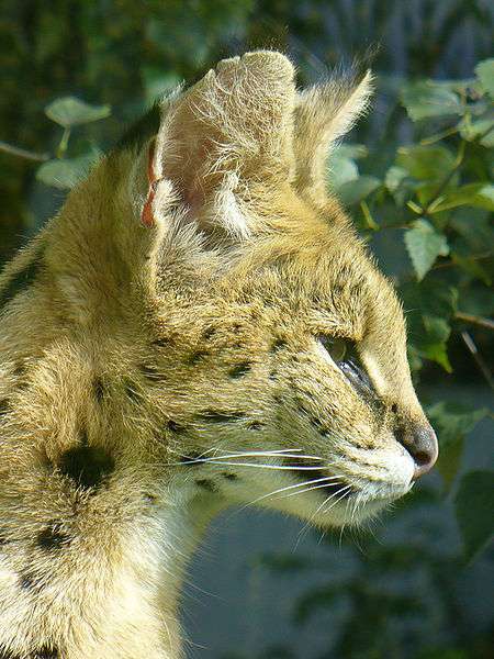 Definition Serval Leptailurus Serval Futura Planete