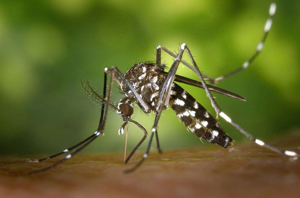 Le virus de la fièvre jaune, ou virus amaril, est transmis par les moustiques du genre Aedes, comme ce moustique-tigre à l'image. © J. Gathany, CDC
