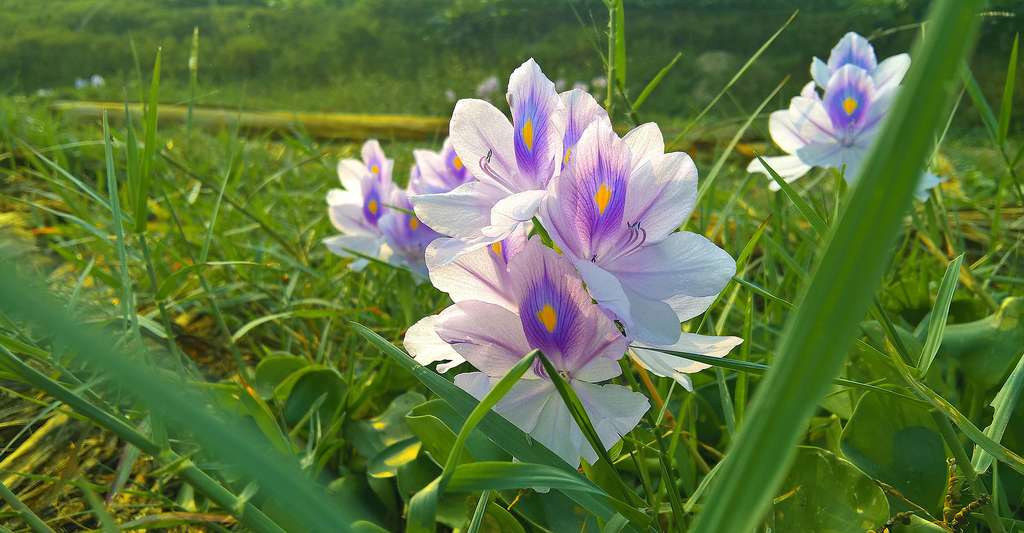 Water hyacinth or camalote.  © Asif Ahmed, CC by-sa 4.0