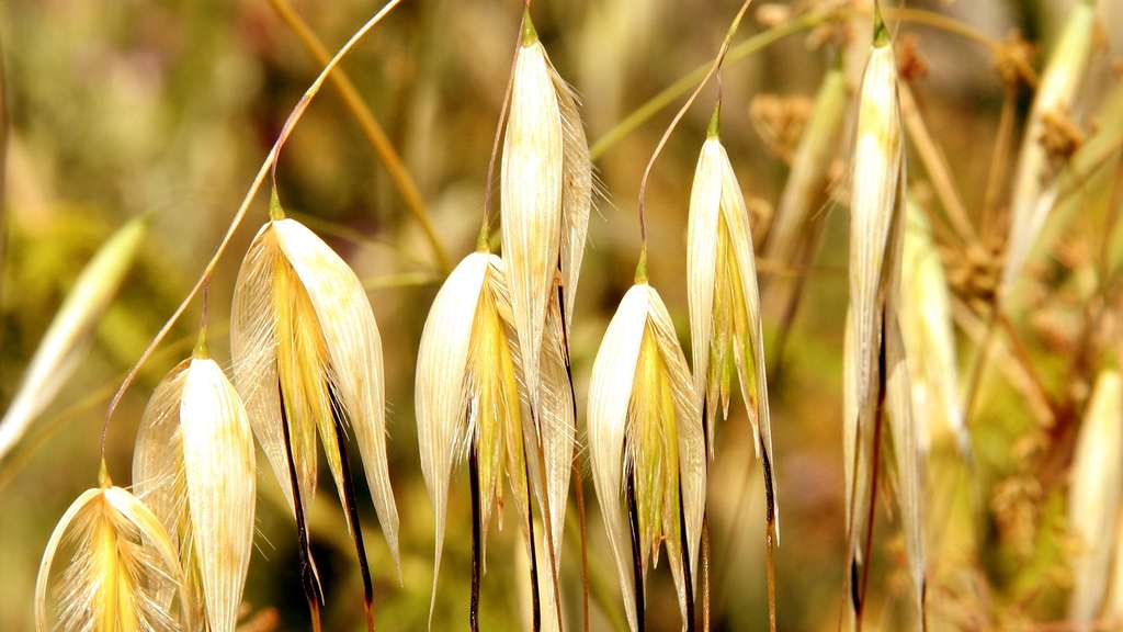 L'avoine et ses flocons, pour l'alimentation humaine et animale L'avoine et ses flocons, pour l'alimentation humaine et animale