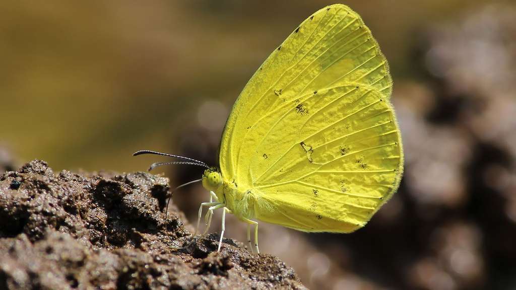 Du jaune dans les herbes Du jaune dans les herbes