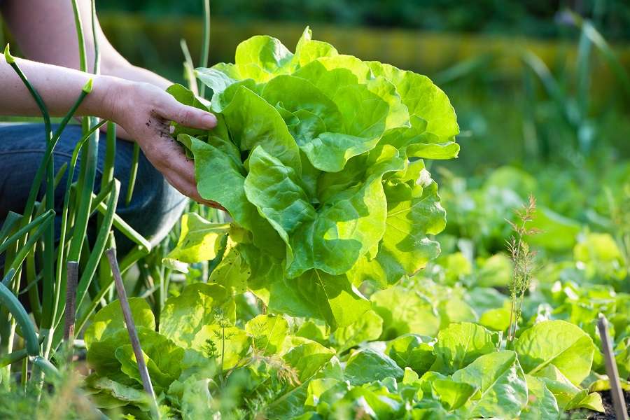 Enrichissez le sol de votre potager avec des matières naturelles et obtenez de beaux légumes. © Alexander Raths, Adobe Stock